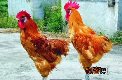各种土鸡品种 养鸡户可以了解一下