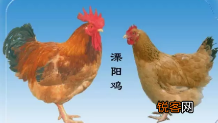 各种土鸡品种 养鸡户可以了解一下