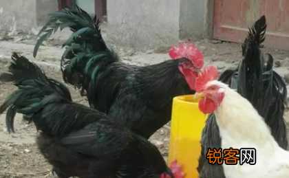 各种土鸡品种 养鸡户可以了解一下