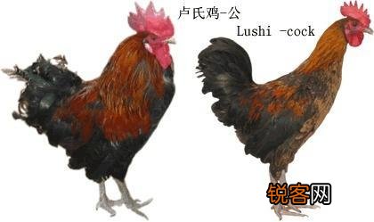 各种土鸡品种 养鸡户可以了解一下