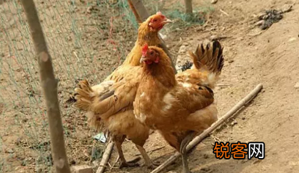 各种土鸡品种 养鸡户可以了解一下