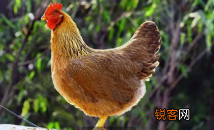 各种土鸡品种 养鸡户可以了解一下