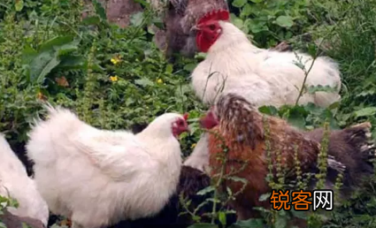 各种土鸡品种 养鸡户可以了解一下