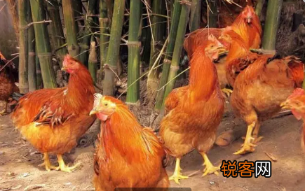 各种土鸡品种 养鸡户可以了解一下