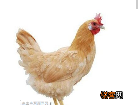 各种土鸡品种 养鸡户可以了解一下