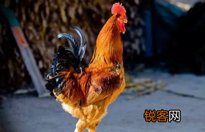 各种土鸡品种 养鸡户可以了解一下