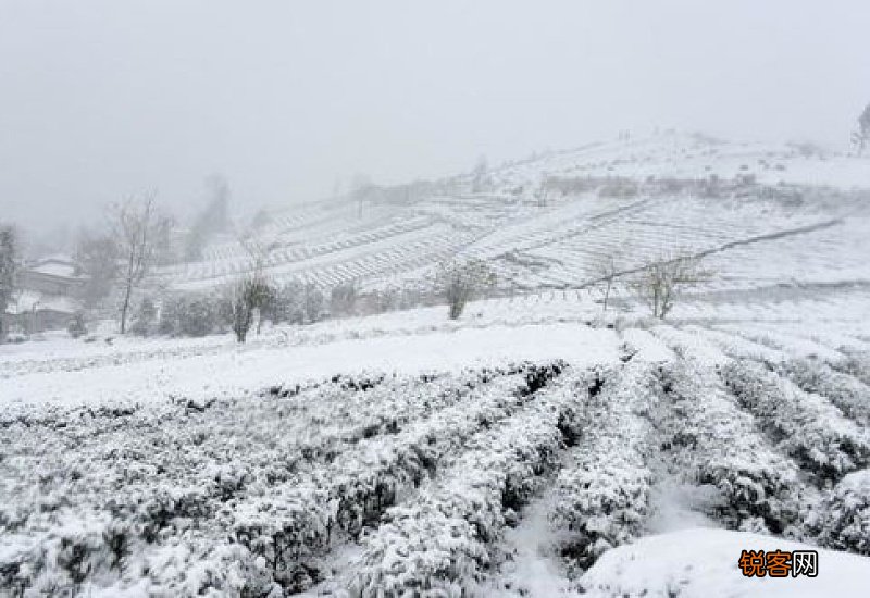 大寒会下雪吗最新