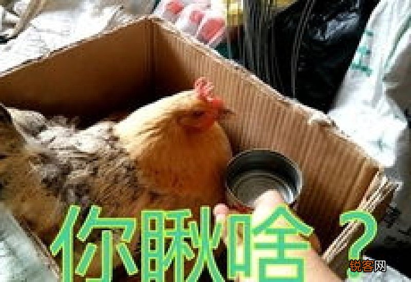 三个月大的猫咪可以吃生的鸡胸肉吗