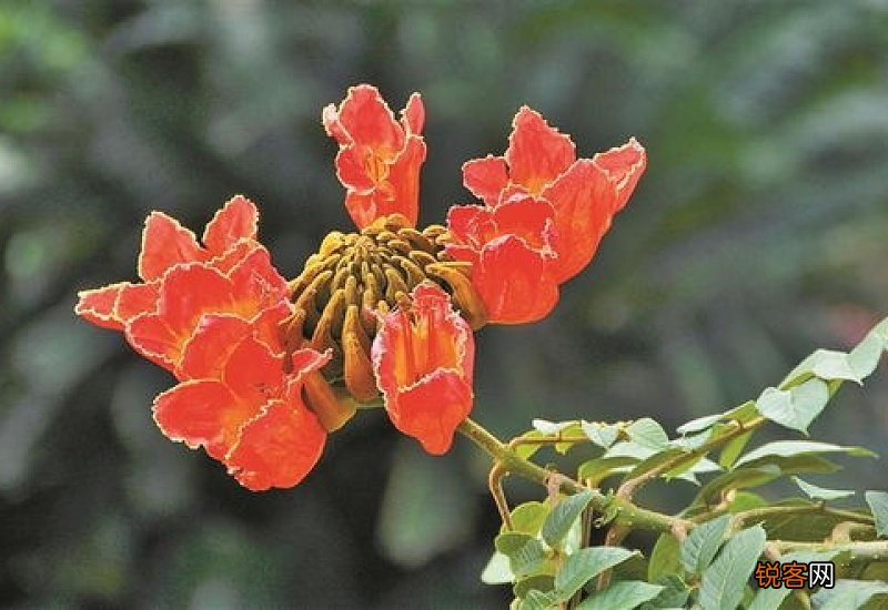 朱缨花什么时候开花?
