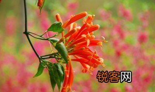 鞭炮花什么时候开放的 鞭炮花什么时候开放