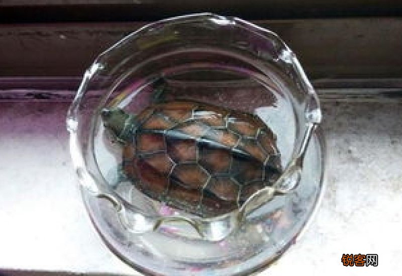 养乌龟容器
