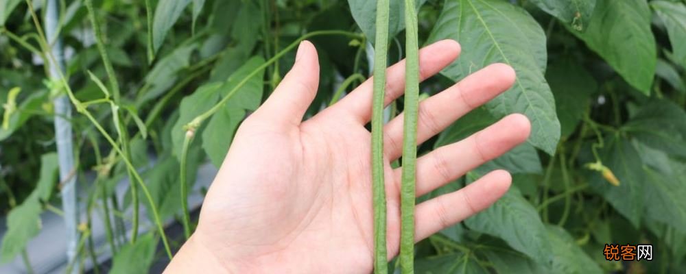 常吃这五种食物有助排毒