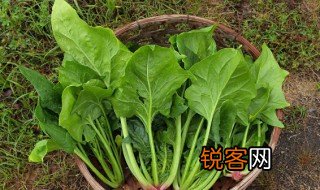 菠薐是什么意思 菠薐的简介