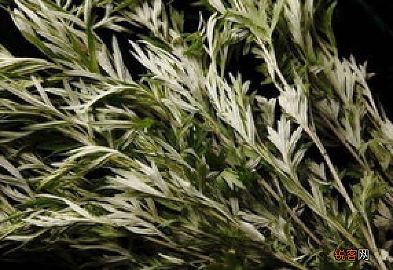 刚摘的艾叶能洗澡吗