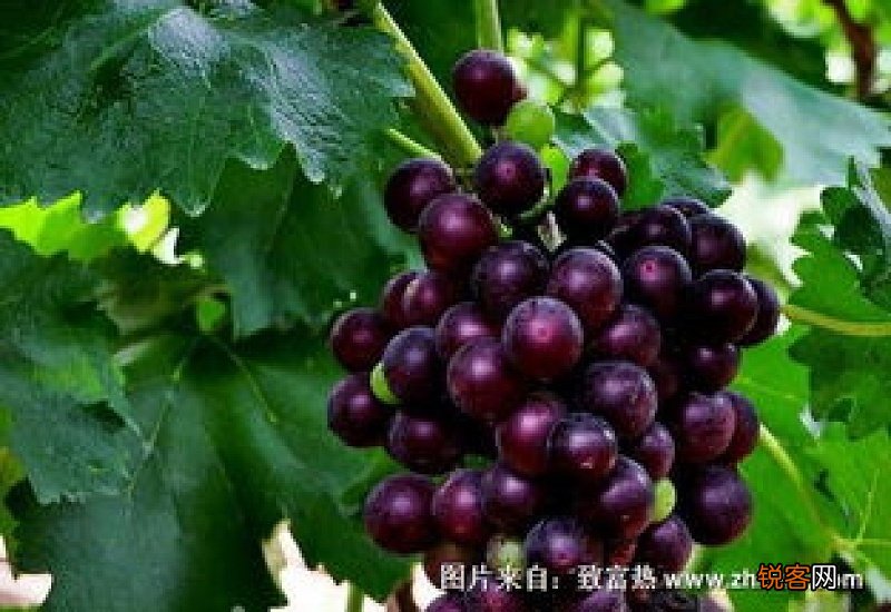 葡萄根的功效与作用及禁忌 葡萄根的功效与作用
