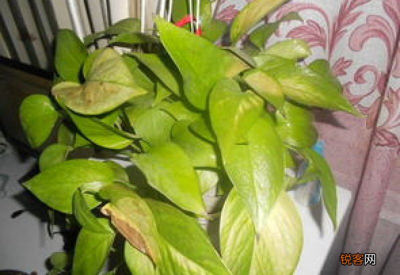 绿萝叶子中间干枯破洞能好吗