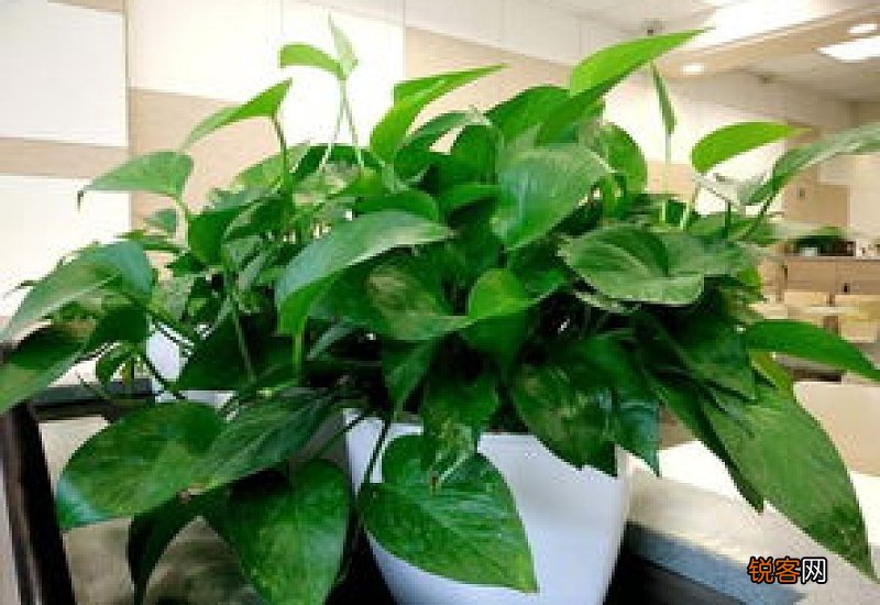 绿萝栽培季节