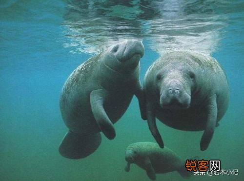 斯特拉大海牛是怎么灭绝的？和人类有关系吗？