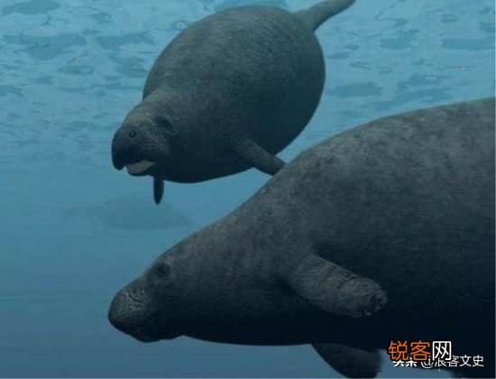 斯特拉大海牛是怎么灭绝的？和人类有关系吗？