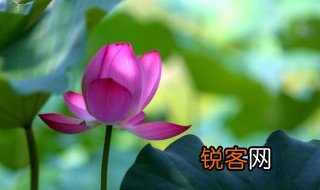 枝折花落的意思 枝折花落什么意思