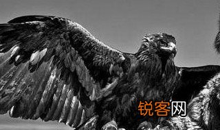 熬鹰什么意思 什么是熬鹰