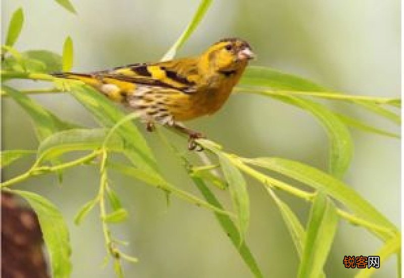 哪的黄雀品种好