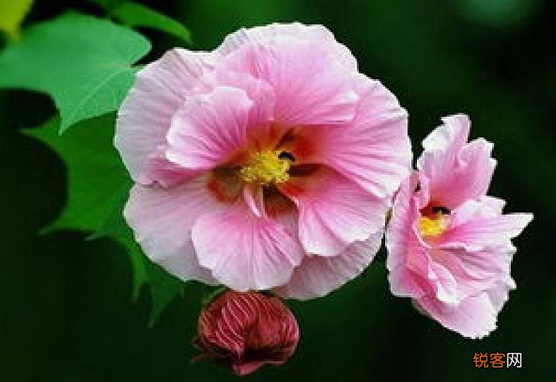 木芙蓉的果实