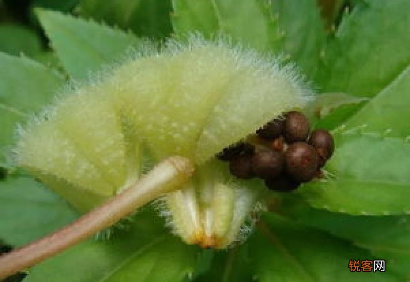 小白菜生虫子怎么办