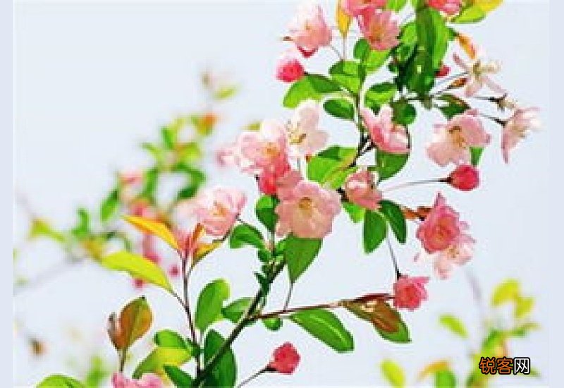 海棠花象征什么样的人
