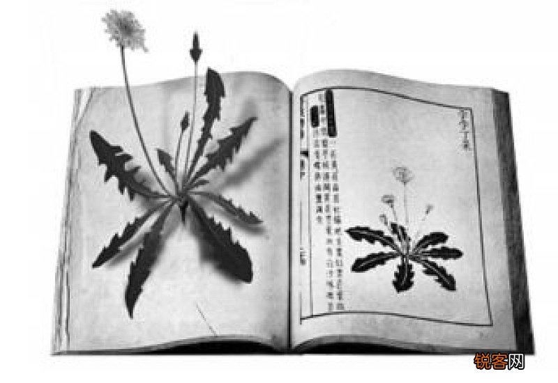救荒本草是哪个朝代的