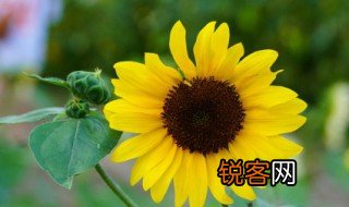 立夏节气的由来 立夏节气是怎么来的