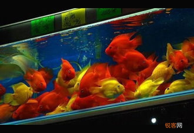 观赏鱼能带上飞机吗