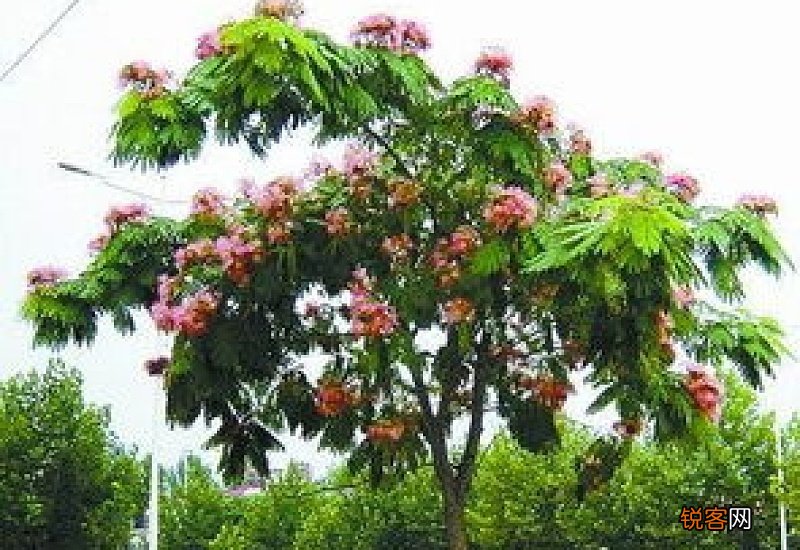 铜陵市市花和市树是什么