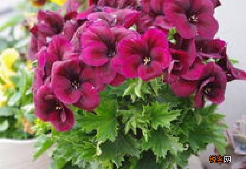 大花天竺葵怎么养