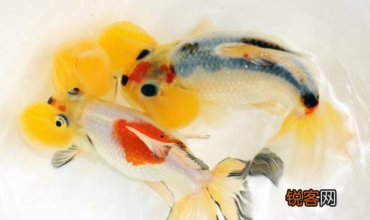 水泡金鱼有什么种类？水泡金鱼的特征