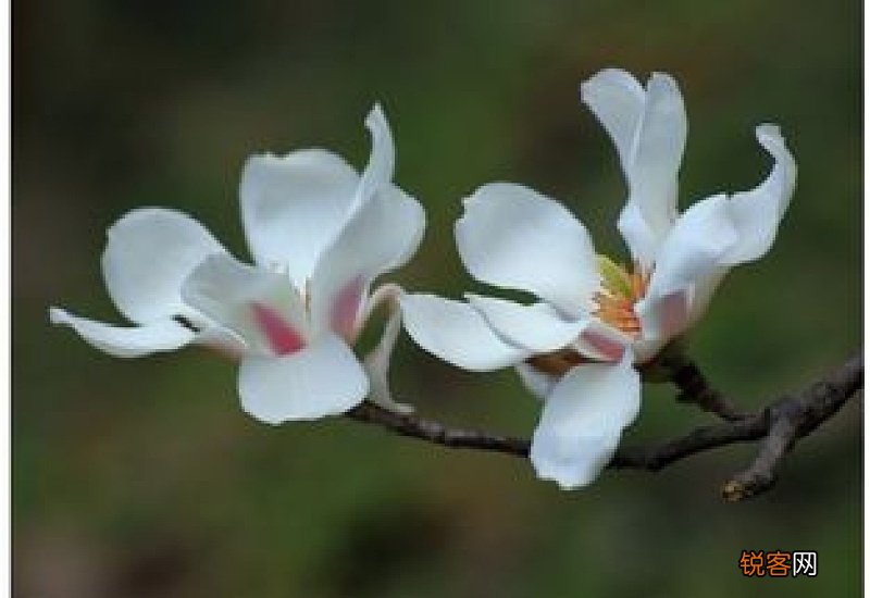木兰花有哪些品种