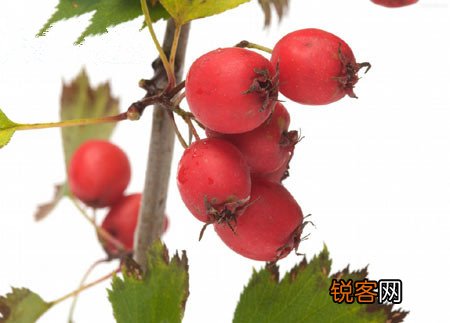 空腹不能吃的食物