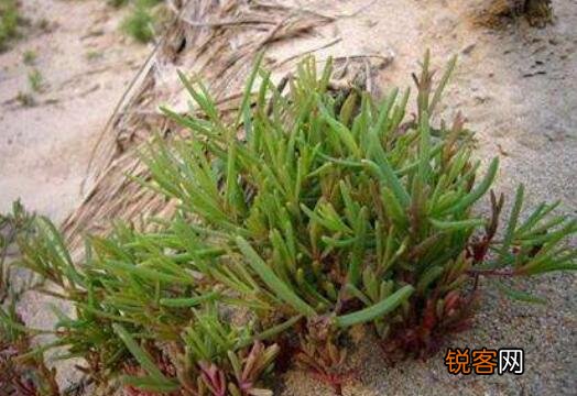 碱蓬菜如何长期性储存