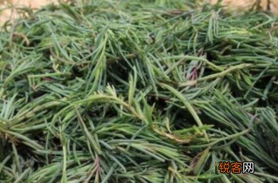 碱蓬菜如何长期性储存