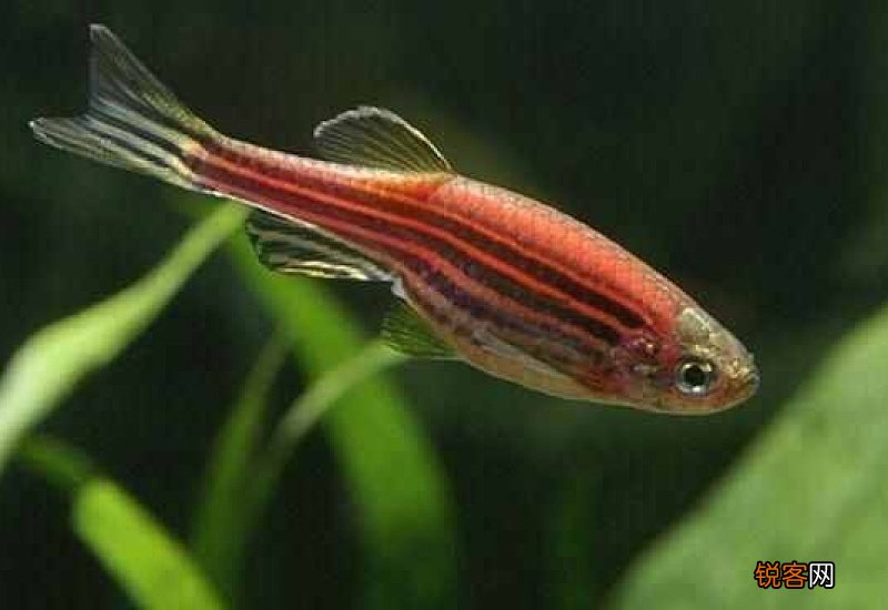 斑马鱼适合裸缸养吗