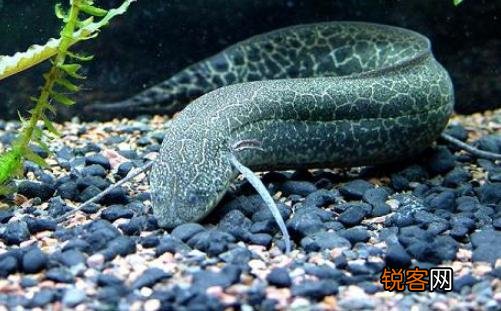 澳洲肺鱼怎么养？澳洲肺鱼的繁殖方法