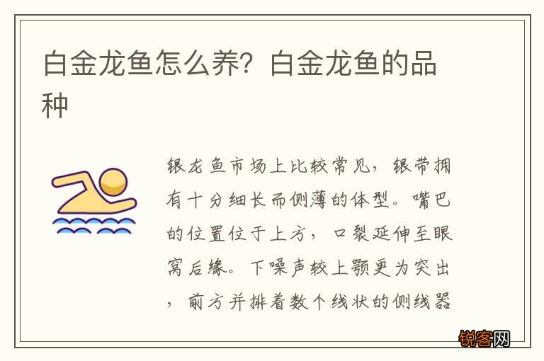 白金龙鱼怎么养?白金龙鱼的品种