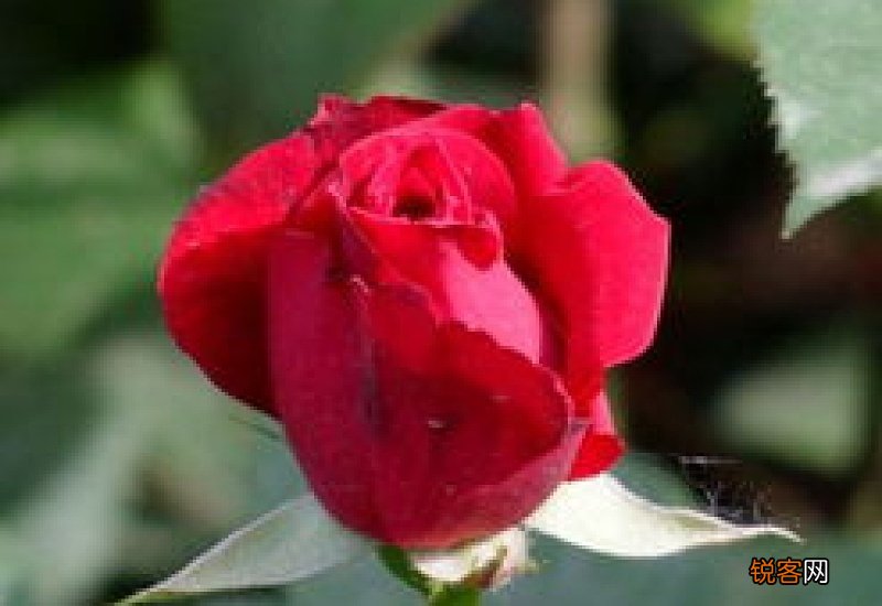 北京市花是什么花