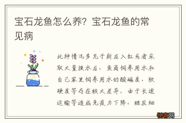 宝石龙鱼怎么养？宝石龙鱼的常见病