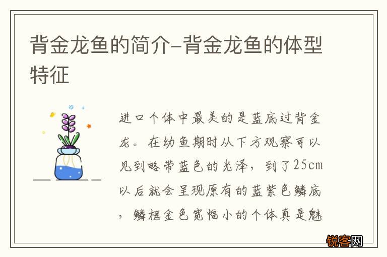 背金龙鱼的简介-背金龙鱼的体型特征