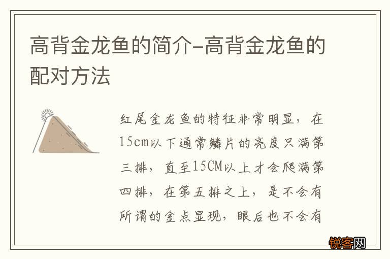 高背金龙鱼的简介-高背金龙鱼的配对方法