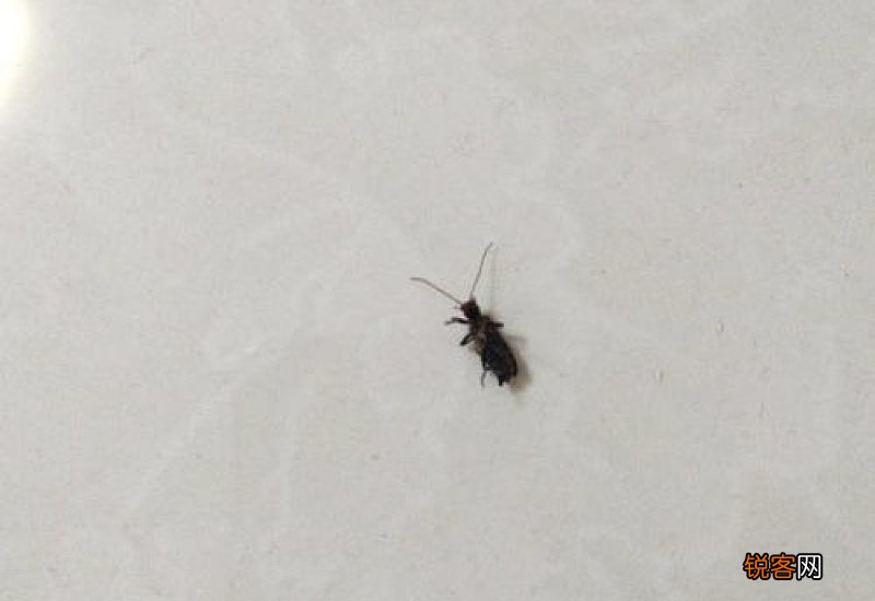 粮食如何保存不生虫子