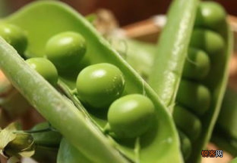 青豆放冰箱长芽能吃吗
