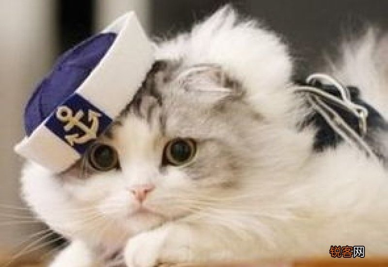 斐乐鱼刺二代和猫爪哪个好看