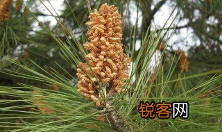 描写松树花的优美句子 描写松树花的优美句子有哪些